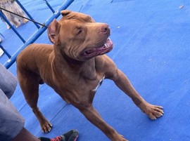 Zeron's pitbull Aker